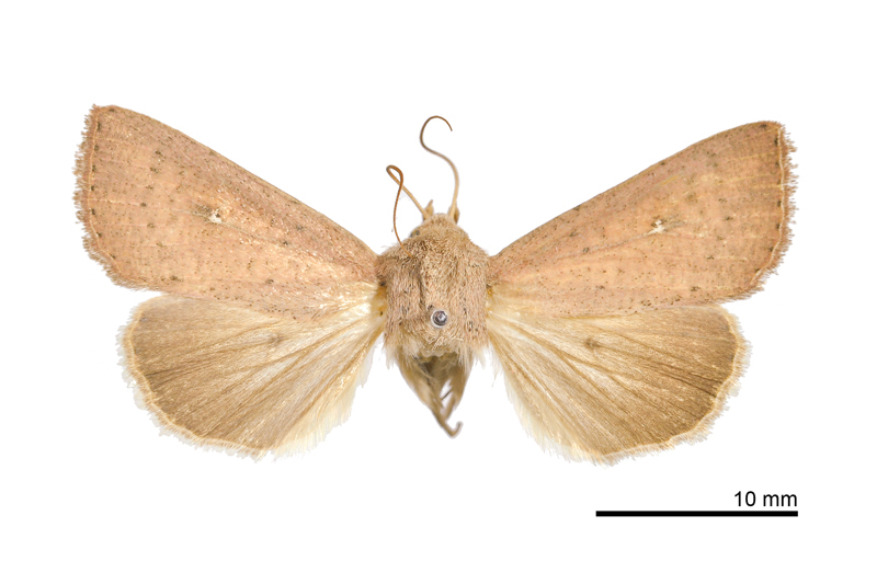 Mythimna formosicola  Male